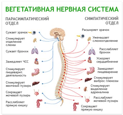 Что такое вегето-сосудистая дистония