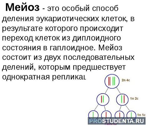 Что такое мейоз и его значение