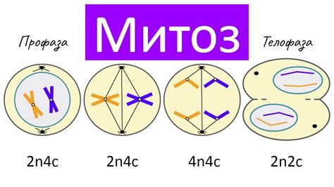 Что такое митоз: основное понятие и принцип работы