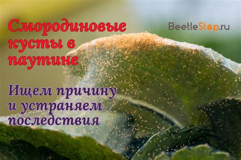 Что такое паутина на смородине