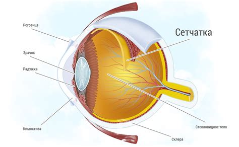 Что такое сетчатка глаза и как она функционирует