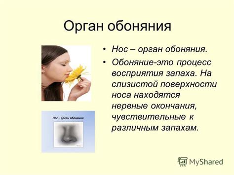Чувствительные глаза и нос
