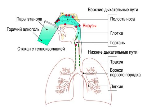 Шаг 2: Проверить дыхание голубя и обратить внимание на признаки болезни