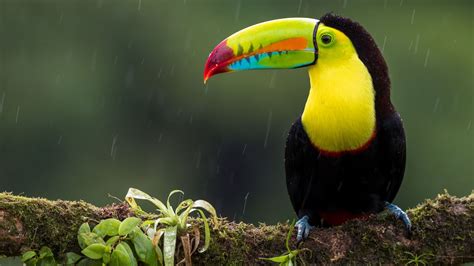 Шаг 2: Распаковка устройства Toucan bird