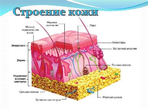 Шаг 4: Отделение кожного покрова