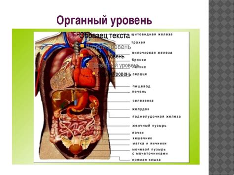Шаг 5: Просмотр внутренних органов