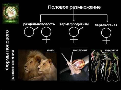 Эволюционная значимость полового размножения