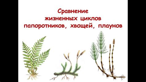 Эволюционное развитие корней хвощей и плаунов