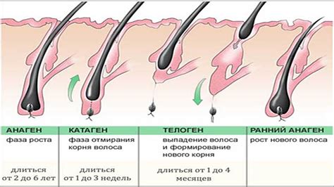 Эволюционные аспекты роста волос
