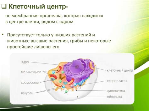 Эволюционный аспект происхождения центриолей в клетках