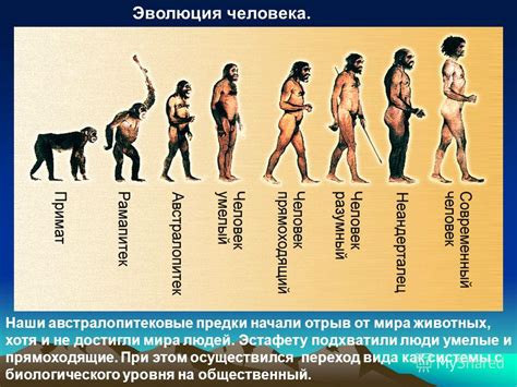 Эволюция человечества