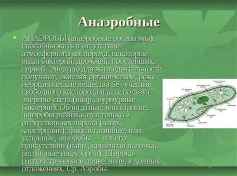 Экологическая ценность аэробных бактерий в септических системах