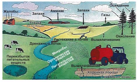 Экологические выгоды: вклад компаньонов на грядке в устойчивость сельского хозяйства