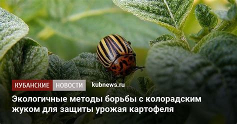 Экологичные методы борьбы с вредителями репы