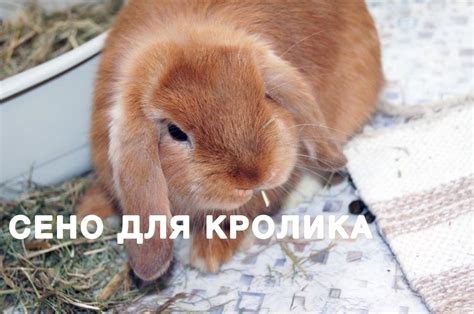 Экономия времени и сил при содержании кролика в помещении