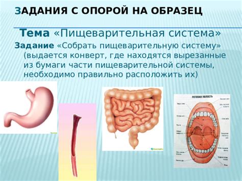 Эксклюзивный взгляд на пищеварительную систему у людей с недостаточным весом