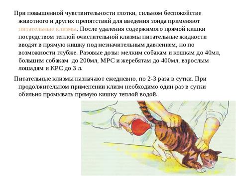 Экстренные действия при повышенной температуре животного