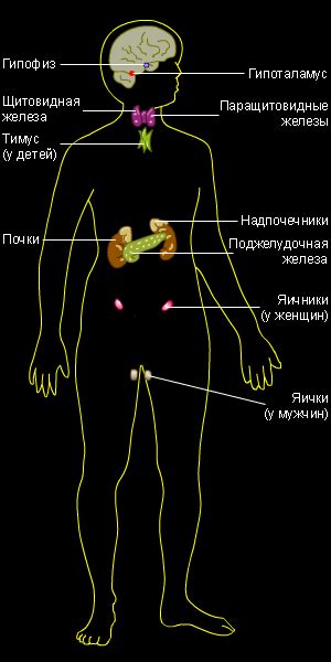 Эндокринная система: влияние гормонов на самочувствие и функционирование