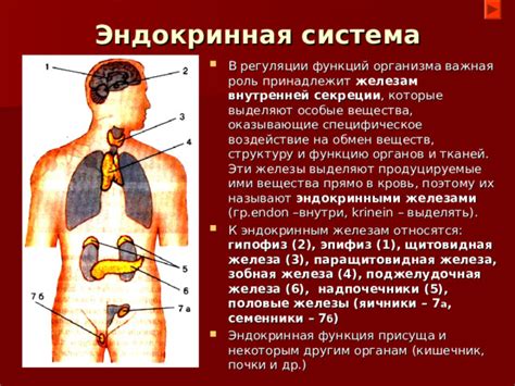 Эндокринная система: механизмы регуляции организма