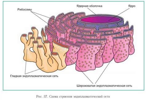 Эндоплазматическое ретикулум: система транспорта в клетке