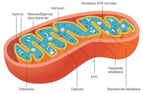 Энергетическая функция митохондрий