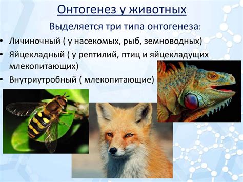 Этапы онтогенеза у животных