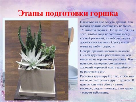 Этапы подготовки корней