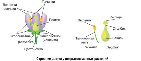 Этапы раскрытия цветка