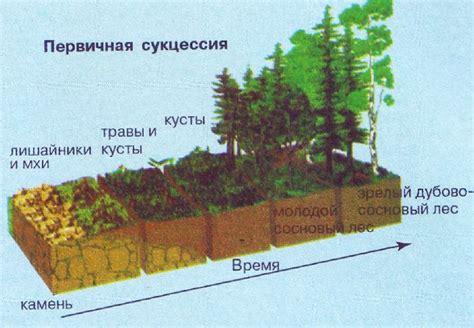 Этапы сукцессии и их значение
