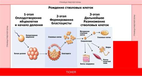 Этические аспекты использования стволовых клеток