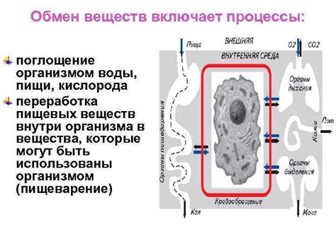 Эффективность и поглощение организмом