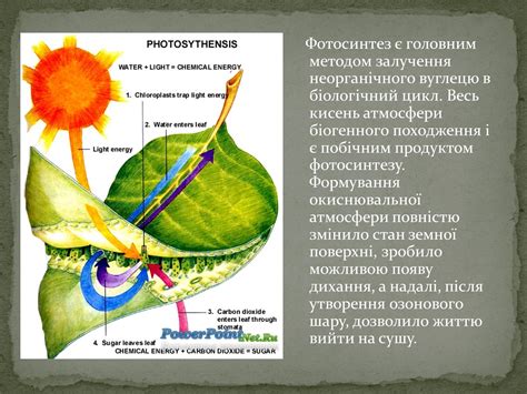 Эффективность фотосинтеза у растений