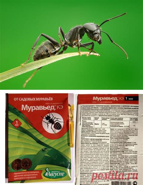 Эффективные методы борьбы с шпорами