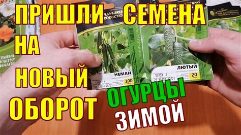 Эффективные методы обеспечения здоровья огурцов в зимнее время года