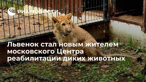 Эффективные методы ухаживания за новым жителем