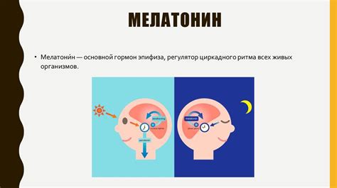 Эффект мелатонина на организм
