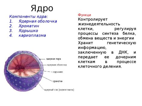 Ядро: хранит генетическую информацию