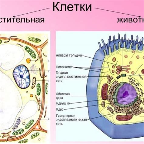 Ядро клетки животных и растений