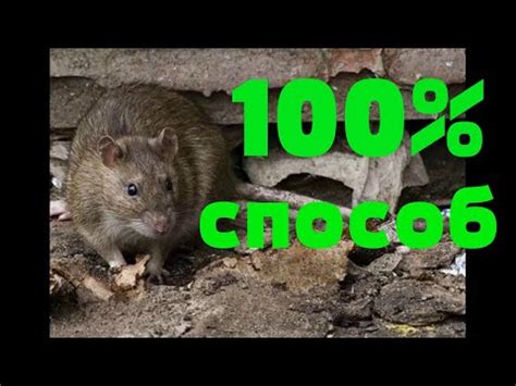  Борьба с грызунами: эффективные методы уничтожения и предотвращения повторного появления 