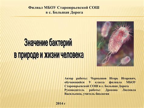  Взаимодействие бактерий в йогурте и огурце 