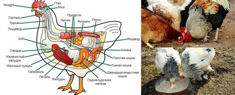  Влияние соды на процесс пищеварения у кур 