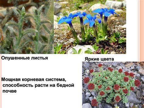 Исключительная разнообразность способов приспособления к окружающей среде 