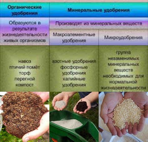  Использование минеральных удобрений для улучшения питательного состава почвы и роста огурцов 
