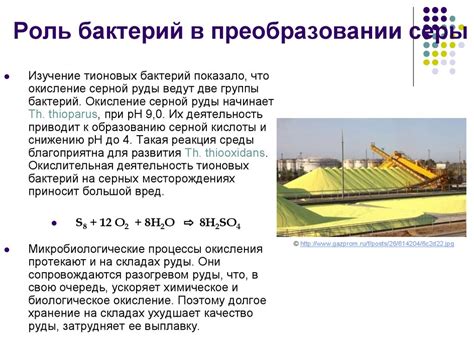  Ключевые особенности азотфиксирующих бактерий и их важность в экосистемах 