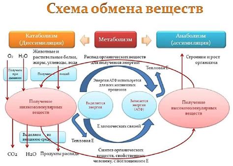  Методы активации обмена веществ в течение дневного отдыха 