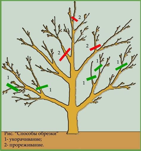  Обрезка и формирование кроны 