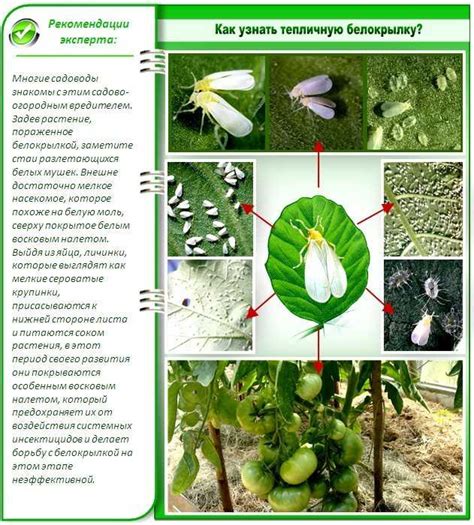  Основные способы борьбы с белыми мошками 