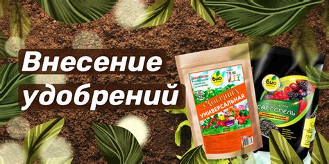  Подготовка почвы и внесение удобрений: важные шаги для успешного роста растений 