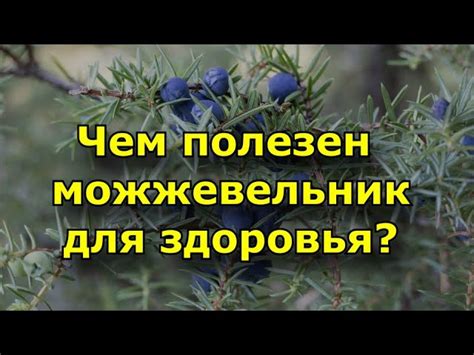  Полезные свойства можжевельника для здоровья 