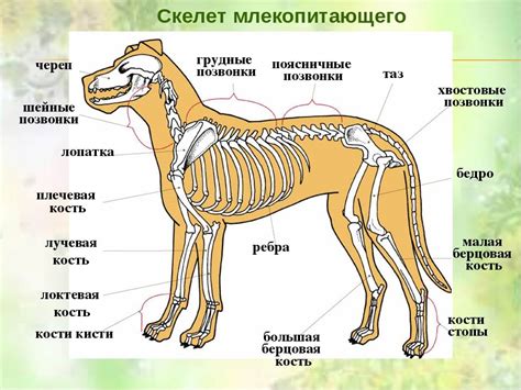  Потенциальные риски применения жестких ошейников для здоровья шеи и позвоночника у собаки 